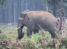 रौतहटमा हात्तीको आतङ्क: जुन हात्तीलाई माया गरियो, अहिले विनाशको कारक बन्यो